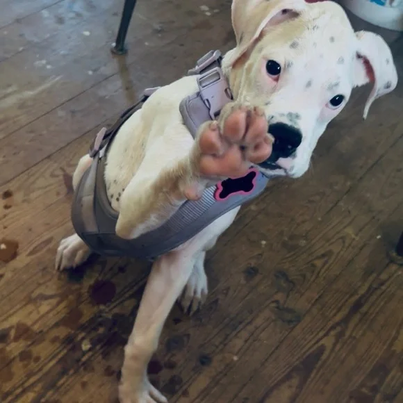 Purple Dog Harness - Picture 8 of 8